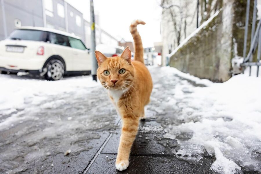 The Private Reykjavik CatWalk - How much value do you get for $340 per person?