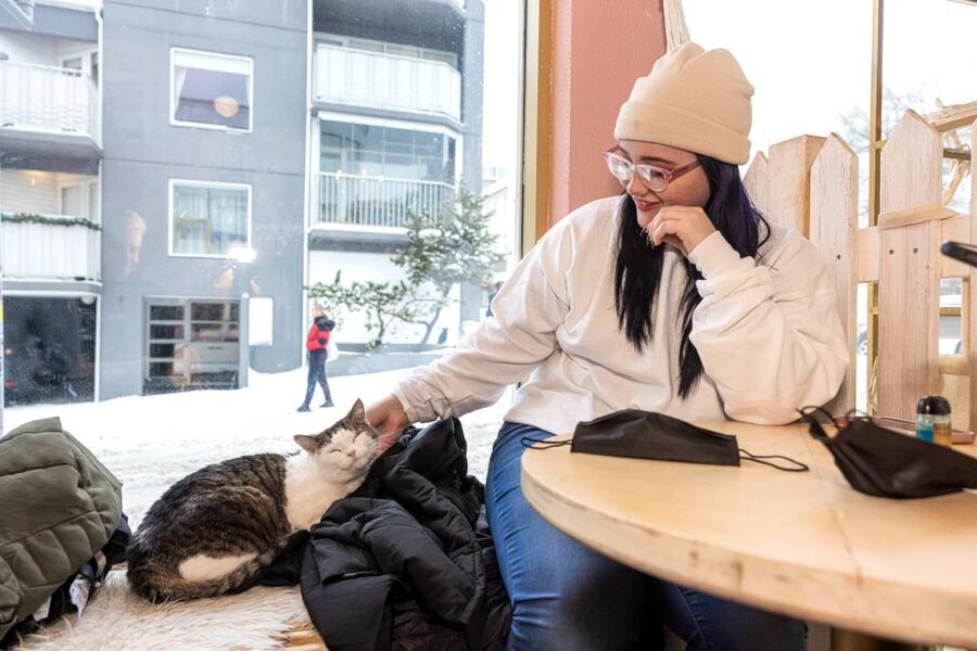The Private Reykjavik CatWalk - Weather, languages, and access