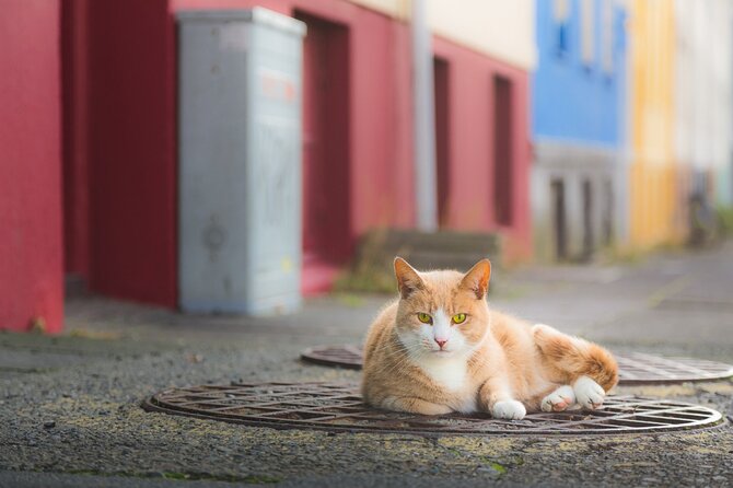 The Reykjavik Cat Walking Tour - Why cats make a surprisingly good way to see Reykjavík