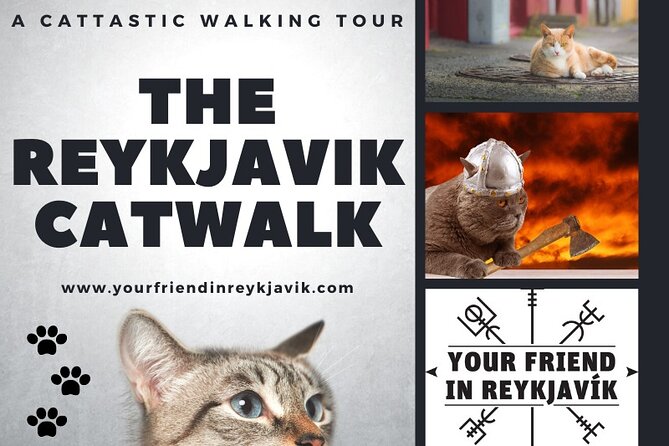 The Reykjavik Cat Walking Tour - Kattakaffihúsið is the warm center of the tour