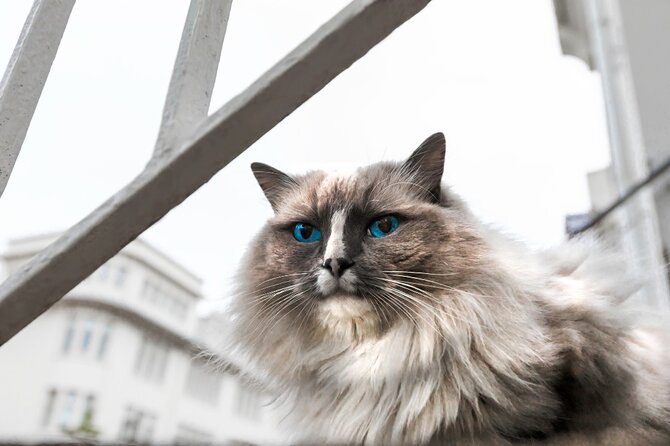 The Reykjavik Cat Walking Tour - The guides shape the experience