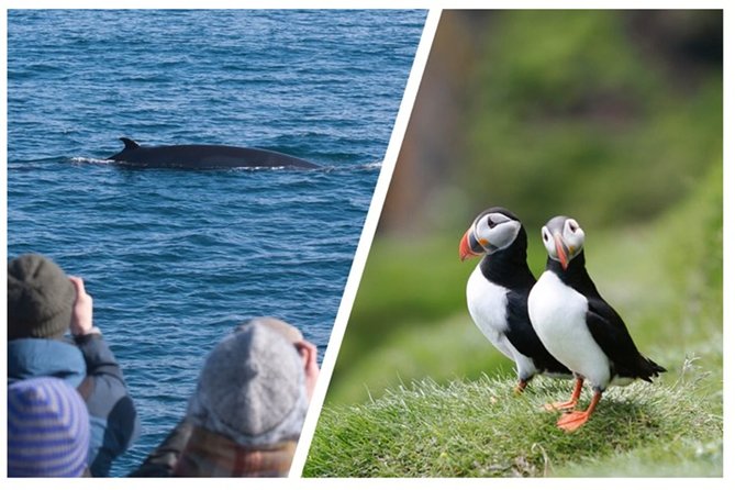 Two-In-One: Whale & Puffin Watching Tours from Reykjavik - Two wildlife trips, not one long cruise