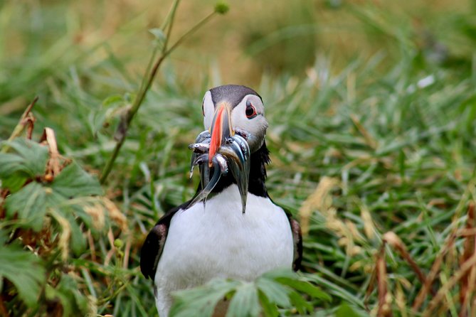 Two-In-One: Whale & Puffin Watching Tours from Reykjavik - Your Old Harbour break between departures