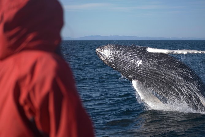 Two-In-One: Whale & Puffin Watching Tours from Reykjavik - Faxaflói Bay: the longer whale search