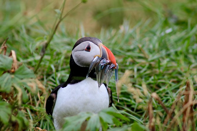 Two-In-One: Whale & Puffin Watching Tours from Reykjavik - What the wildlife encounters are really like