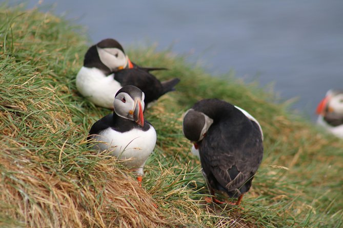 Two-In-One: Whale & Puffin Watching Tours from Reykjavik - Is $140 a fair price?