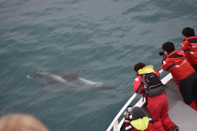 Two-In-One: Whale & Puffin Watching Tours from Reykjavik - Lundey: puffins from the water