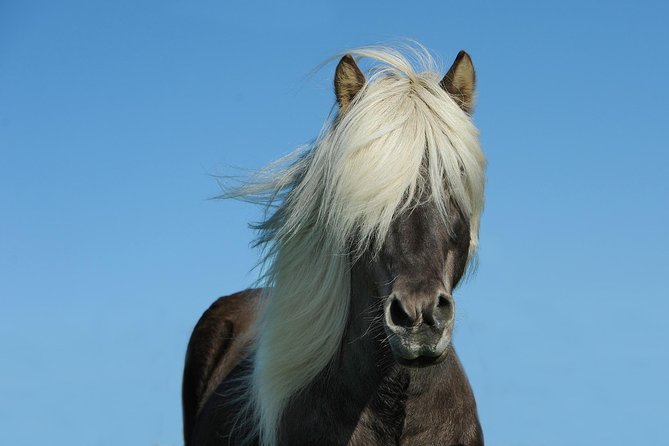 Viking Horse Riding and Golden Circle Tour from Reykjavik - What the $213.97 price really buys you