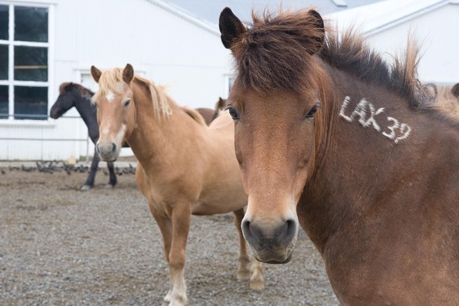 Viking Horse Riding and Golden Circle Tour from Reykjavik - Who will enjoy this tour most