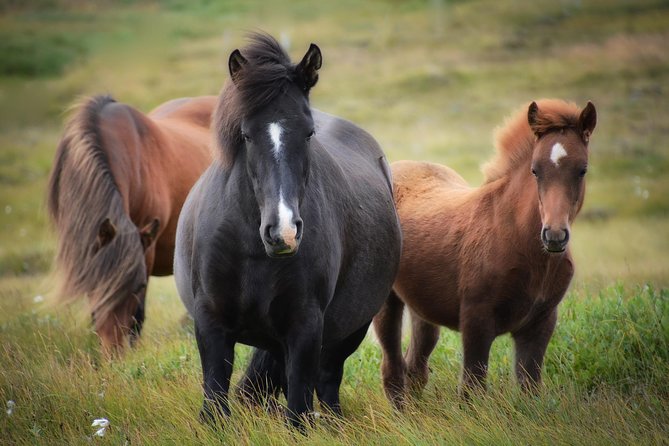 Viking Horse Riding and Golden Circle Tour from Reykjavik - Timing, weather, and cancellation details