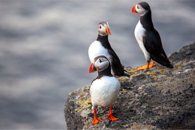 Westman Islands, Volcanoes and Puffins Small Group Tour - Who will enjoy this Westman Islands tour