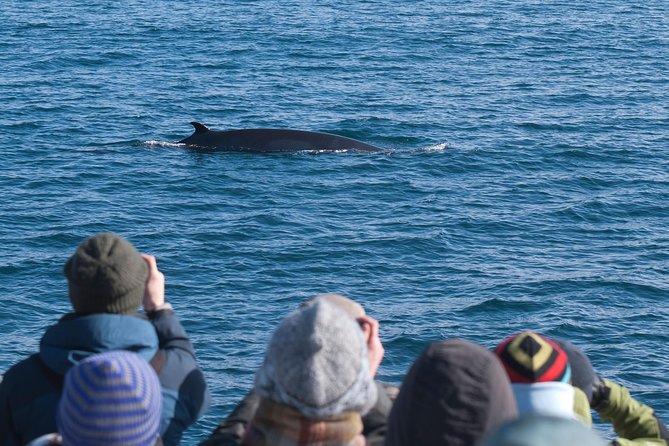 Whale Watching and Golden Circle Tour from Reykjavik - Key points to know before you book