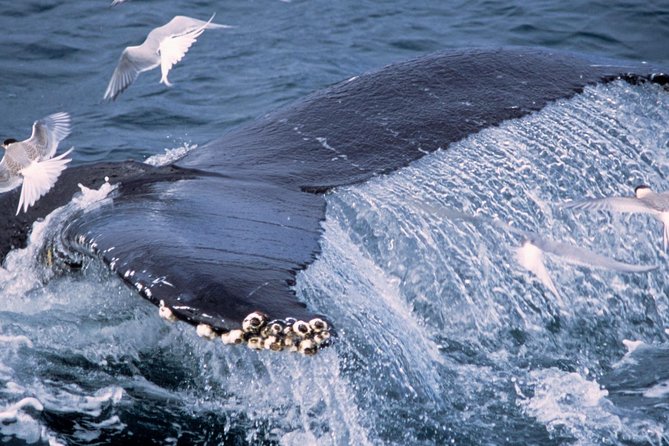 Whale Watching and Golden Circle Tour from Reykjavik - Þingvellir: parliament, rock, and open ground