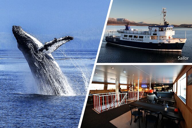 Whale Watching and Marine Life Tour in Reykjavik - Season, weather, and the odds of a good day