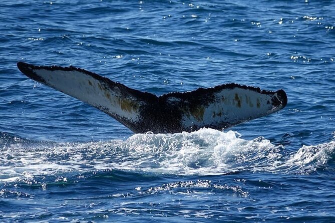 Whale Watching and Marine Life Tour in Reykjavik - Booking, cancellation, and practical details