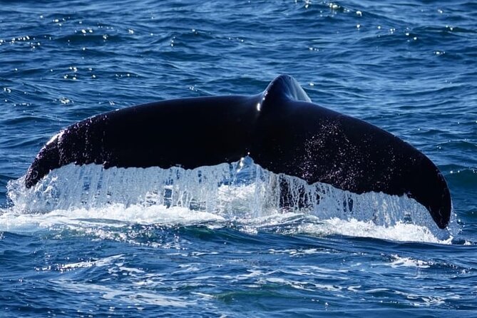 Whale Watching and Marine Life Tour in Reykjavik - Puffin Island and the islands of Kollafjordur