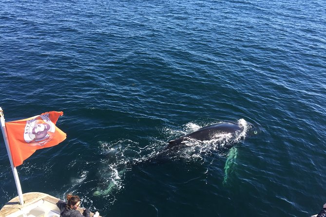 Whale Watching and Northern Lights Half-Day Combo Tour - Two Iceland spectacles, split across one day