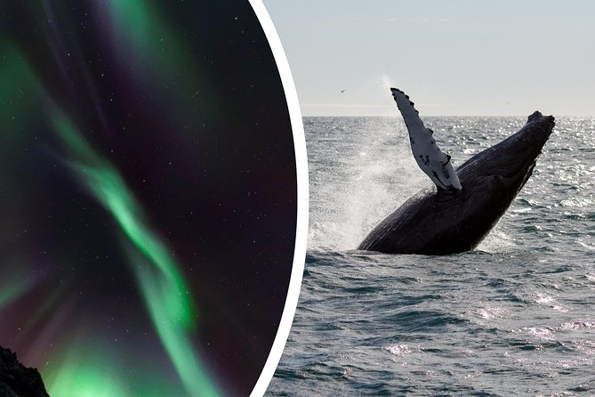 Whale Watching and Northern Lights Half-Day Combo Tour - Warm cabins and useful equipment