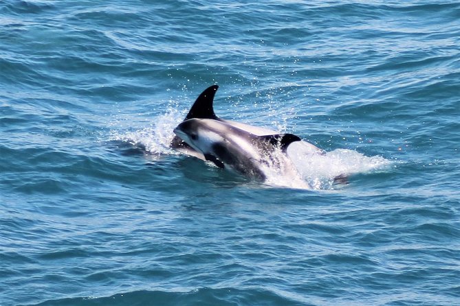 Whale Watching and Northern Lights Half-Day Combo Tour - The evening search for the aurora