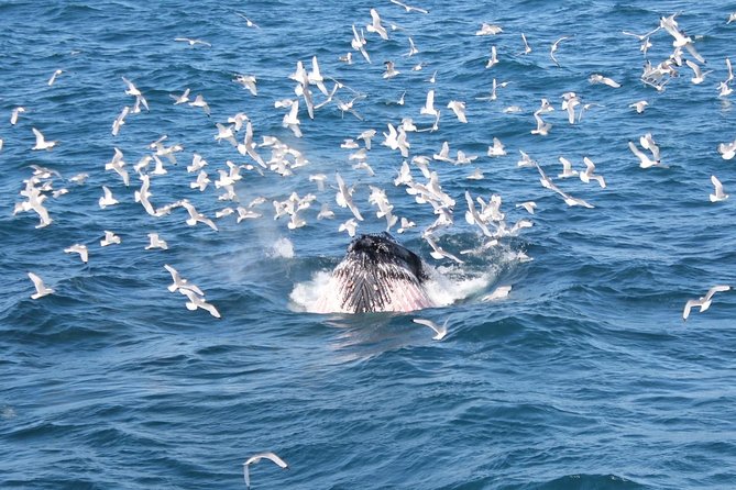 Whale Watching and Northern Lights Half-Day Combo Tour - Rescheduling helps, but read the weather rules
