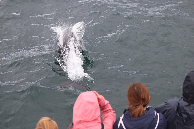 Whale Watching and Northern Lights Half-Day Combo Tour - Meeting the boat at Geirsgata 11