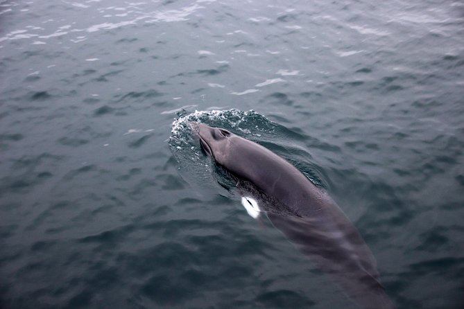 Whale-Watching Boat Tour with Expert Guide from Reykjavik - Thermal coveralls and the indoor escape