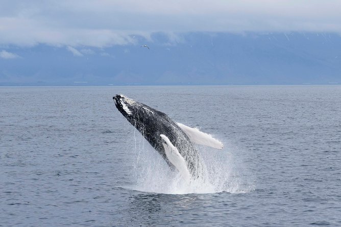 Whale-Watching Boat Tour with Expert Guide from Reykjavik - Searching for whales, dolphins, and porpoises