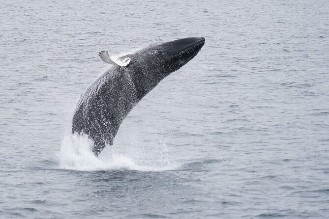 Whale Watching Cruise on a Yacht in Reykjavik - Staying warm and comfortable at sea