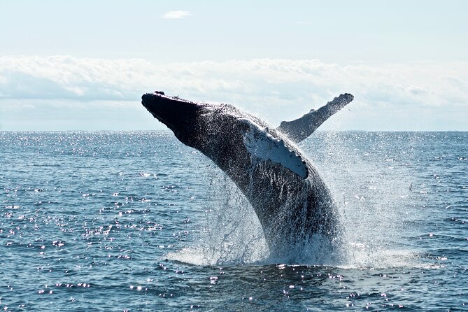 Whale Watching Cruise on a Yacht in Reykjavik - Wildlife sightings are wonderfully unpredictable