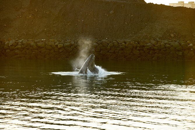Whale Watching Cruise on a Yacht in Reykjavik - The guide and the learning side of the trip