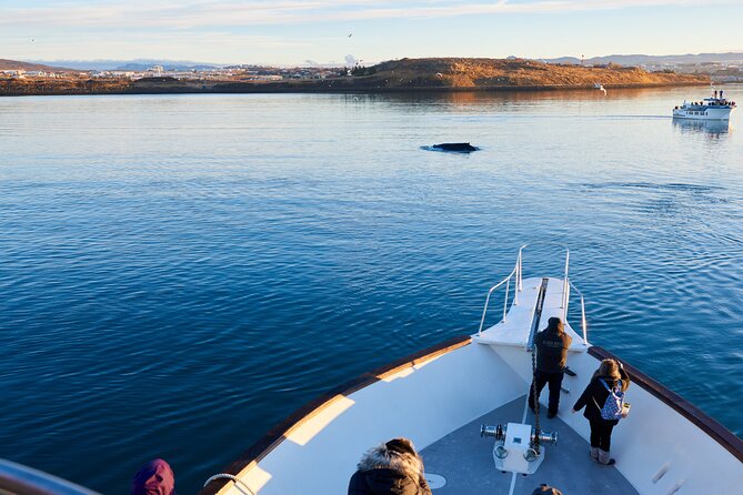 Whale Watching Cruise on a Yacht in Reykjavik - The islands around the route