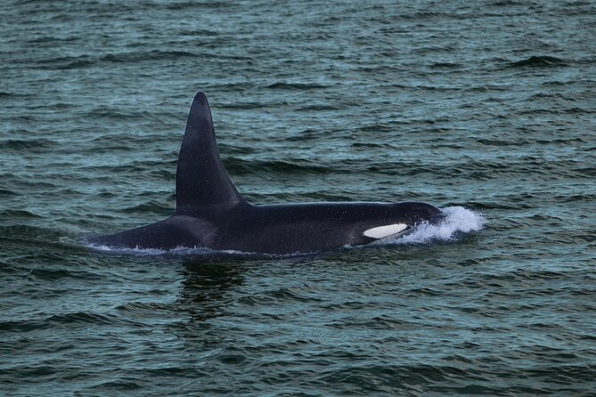 Whale Watching & Dolphin Yacht Cruise - Views from the observation decks