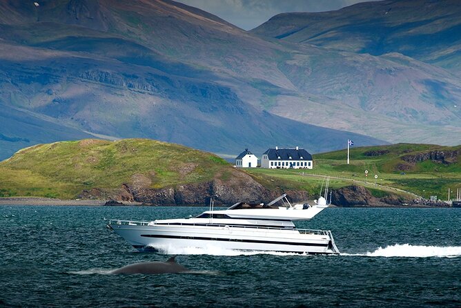 Whale Watching & Dolphin Yacht Cruise - Commentary, wildlife facts, and the guide