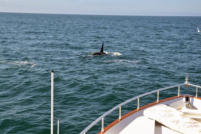 Whale Watching & Dolphin Yacht Cruise - Comfort, seasickness, and the cold