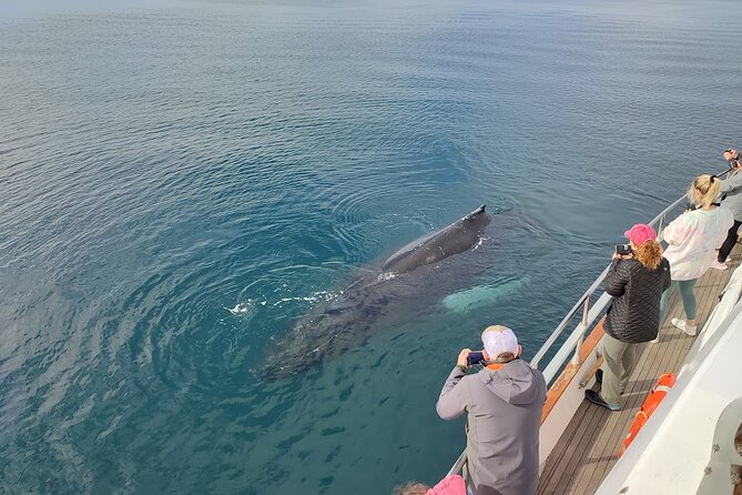 Whale Watching & Dolphin Yacht Cruise - Wi-Fi, photographs, and the onboard atmosphere