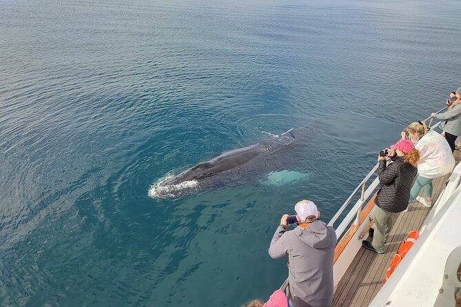 Whale Watching & Dolphin Yacht Cruise - Price and what you receive for $108.61