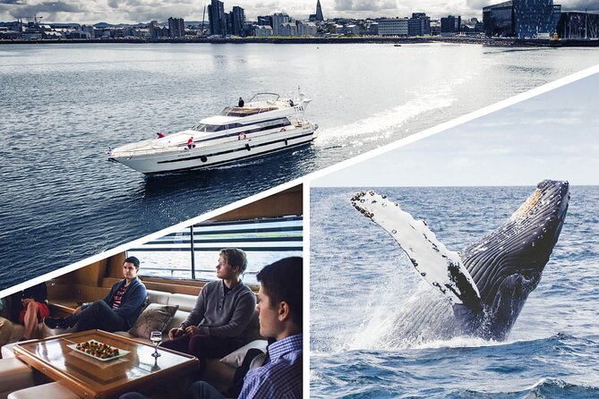 Whale Watching & Dolphin Yacht Cruise - The wildlife you might see in Faxafloi Bay
