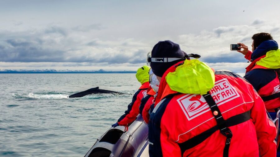 Whale Watching in Reykjavik by Speedboat - Puffin islands from May through August