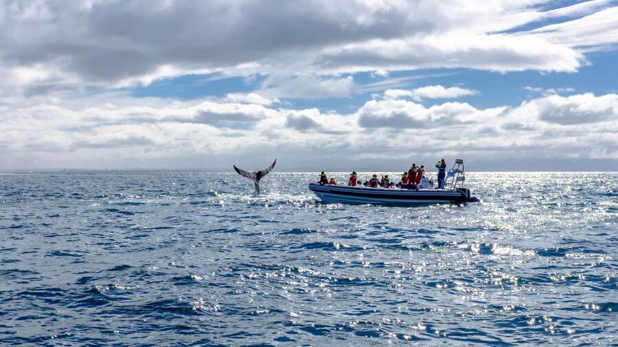 Whale Watching in Reykjavik by Speedboat - Searching for whales, dolphins, and seabirds