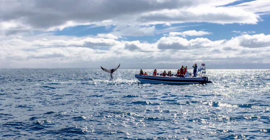 Whale Watching in Reykjavik by Speedboat - Why a two-hour trip can feel full