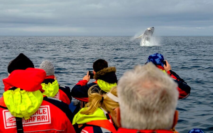 Whale Watching in Reykjavik by Speedboat - The real value of a $200 speedboat trip