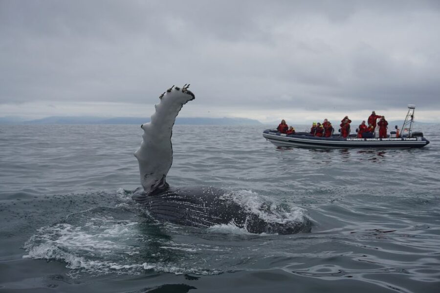Whale Watching in Reykjavik by Speedboat - How to get the most from your departure