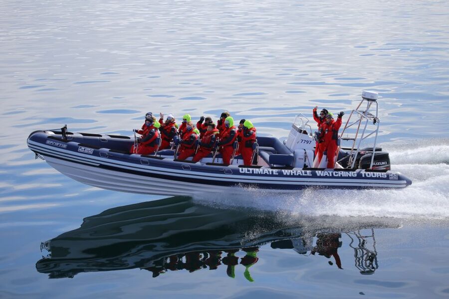 Whale Watching in Reykjavik by Speedboat - What the suspension seats mean on the water