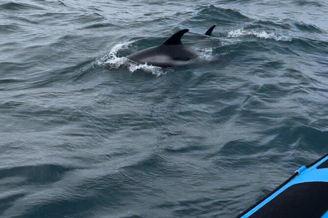 Whale Watching - RIB Boat Adventure in Kopavogur, Iceland - Nauthólsvík and the taste of harðfiskur