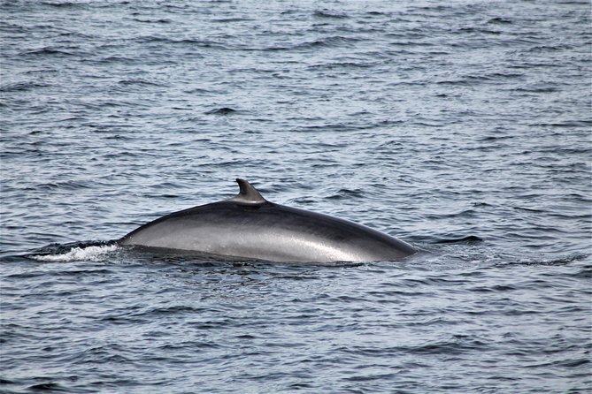 Whale Watching Tour with Professional Guide from Reykjavik - The views are part of the experience