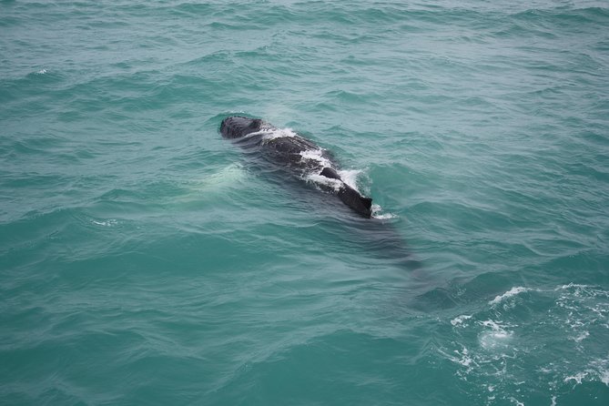Whale Watching Tour with Professional Guide from Reykjavik - Getting useful whale photographs