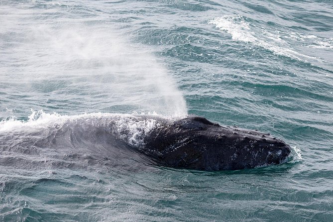 Whale Watching Tour with Professional Guide from Reykjavik - Who will enjoy this boat trip most?