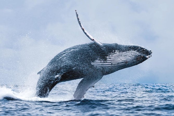 Whale Watching Tour with Professional Guide from Reykjavik - What you are searching for in the bay