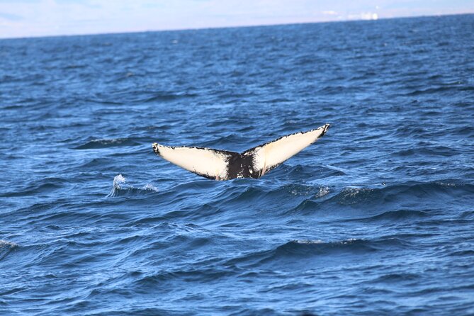 Whale Wonders Morning Expedition from Reykjavík - Seeing whales when the boat is full