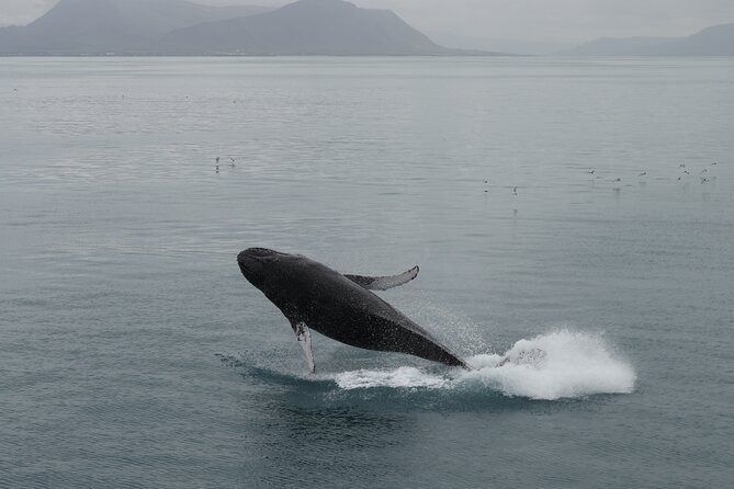 Whale Wonders Morning Expedition from Reykjavík - How the no-sighting promise affects the value